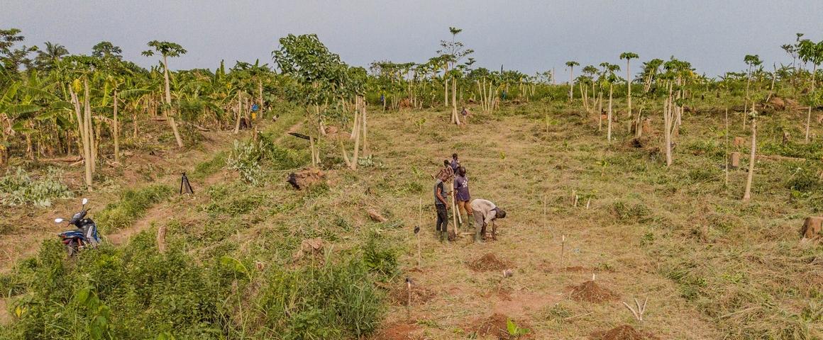 Etude de terrain sur la santé des sols en Forêt Classée de Téné, Côte d’Ivoire. © Cirad